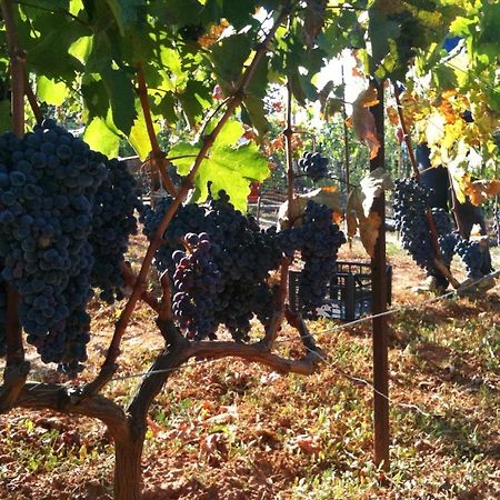 Vineyard Country House With Panoramic Seaview Aleksandropolis Zewnętrze zdjęcie