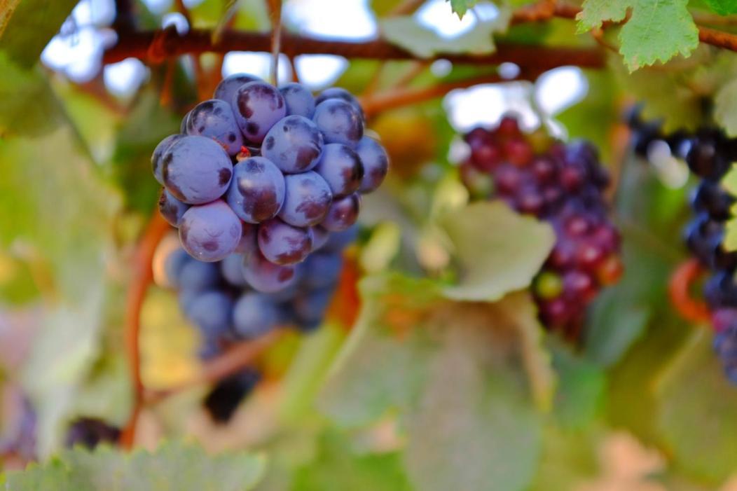 Vineyard Country House With Panoramic Seaview Aleksandropolis Zewnętrze zdjęcie