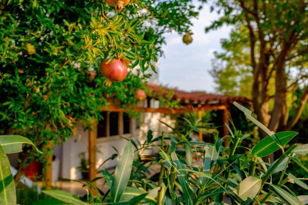 Vineyard Country House With Panoramic Seaview Aleksandropolis Zewnętrze zdjęcie